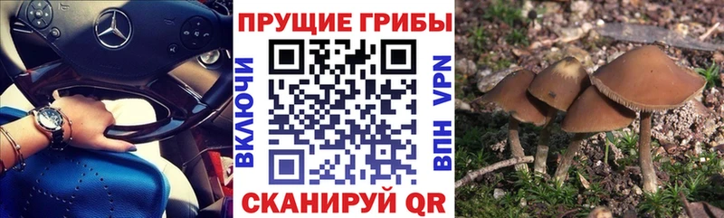 Псилоцибиновые грибы прущие грибы наркота Жуковка